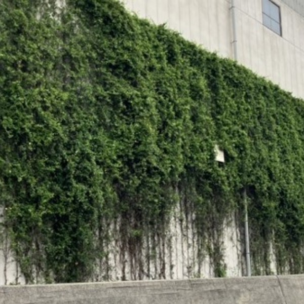 壁面緑化 イメージ